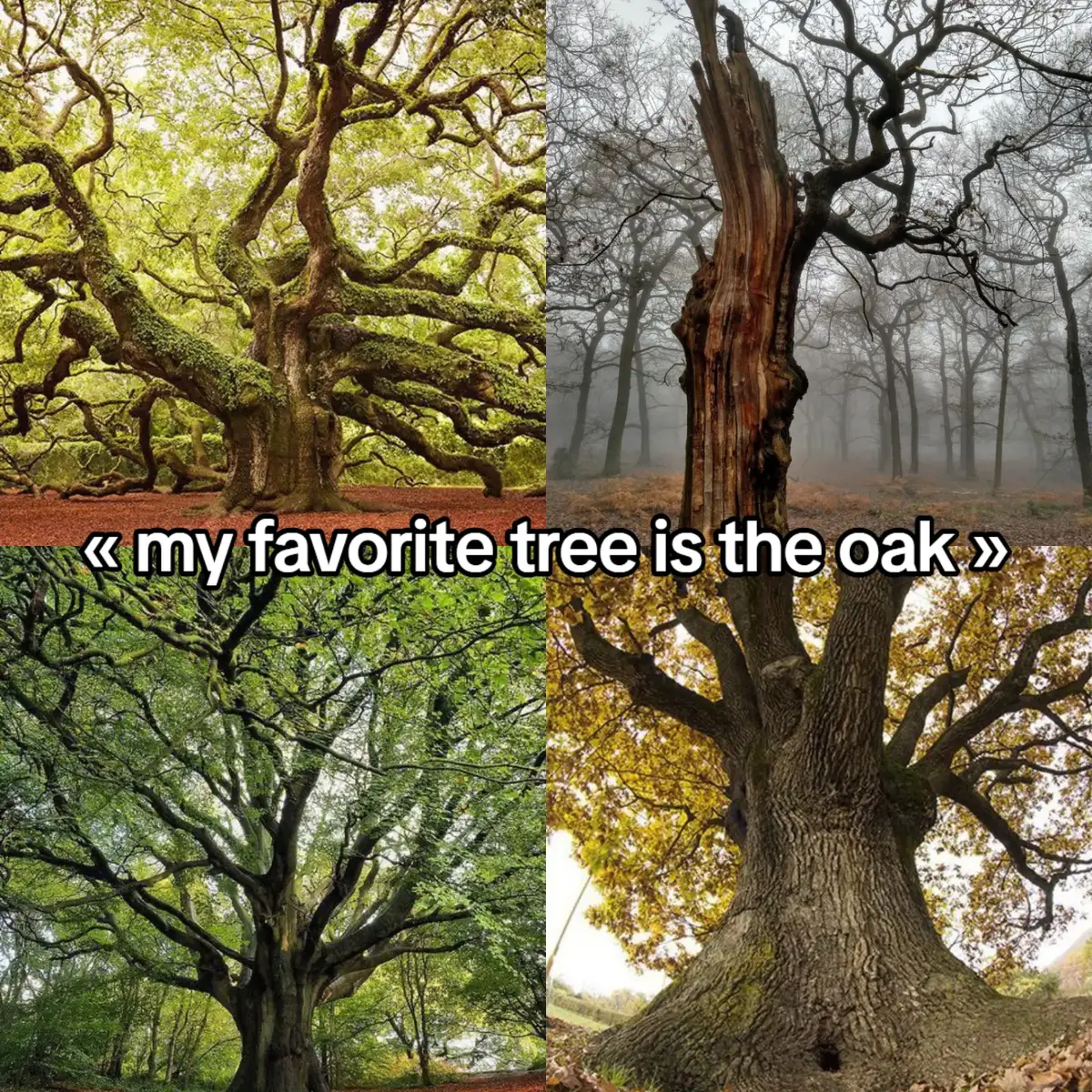 #fyp #Aesthetic #natur #nature #wisteria  #weepingwillow #cherrytree #oak #glycine #core #demonflower #demon 