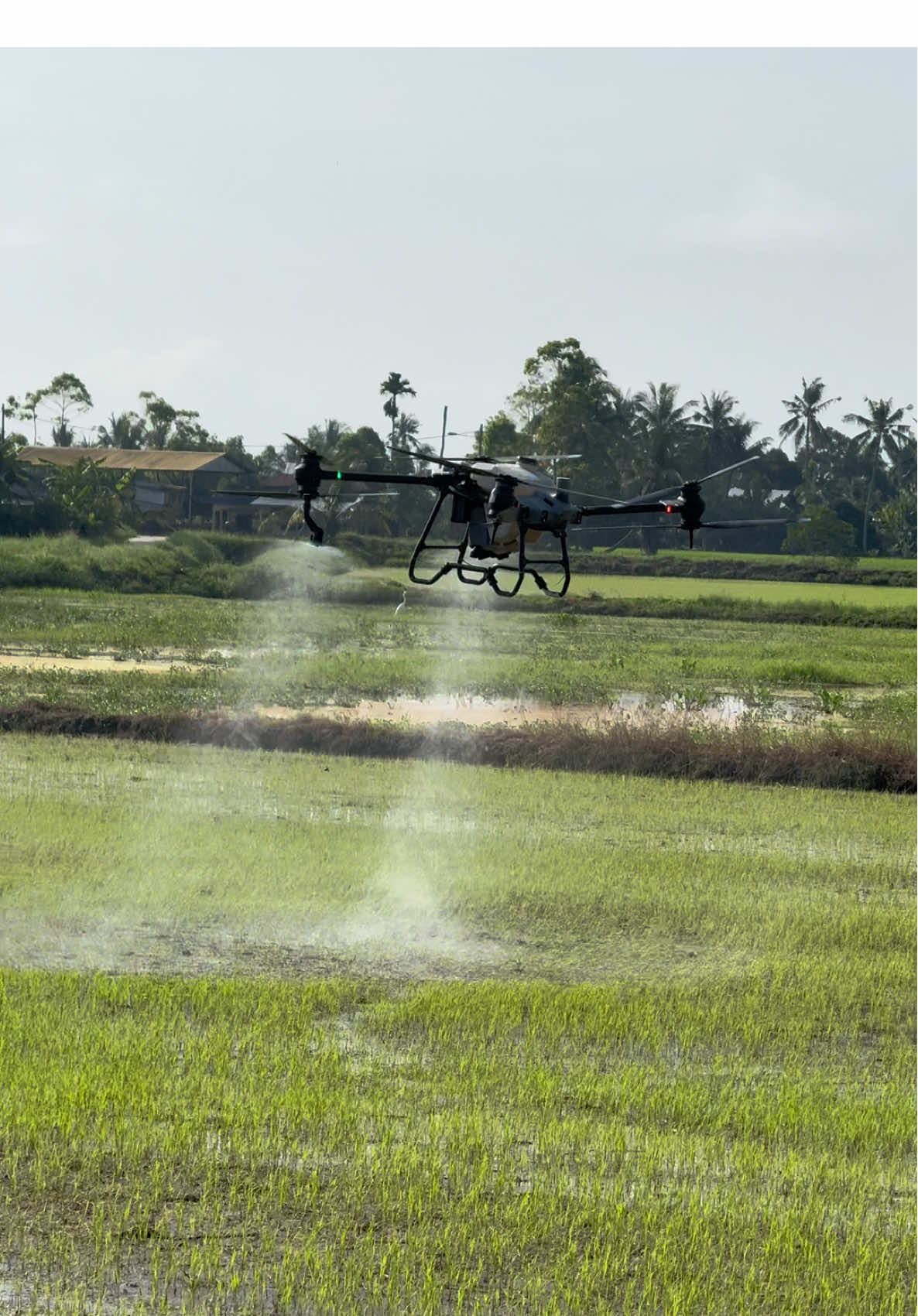 MERACUN RUMPUT #mistdrone #droneaonic #sanyeongagricultural #dji #DJIT40 #djiaagrast40 #bandarbaharukedah #bandarbaharu #kedah #DRONEPAKMATJEMALI #BaganSeraiPerak #sungaiachehnibongatebal #titiserongparitbuntar #bukitmerah #semanggolperak #petanimuda #bendang #sawahpadi #kerian #kerianperak #kualakurau #tanjungpiandangperak