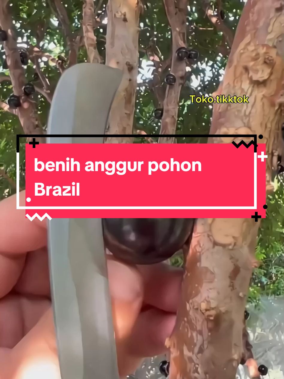 benih anggur Brazil #anggurbrazil #anggurpohon #menanamanggur #petanianggur #kebunanggur  #buahanggur #wibgajian #cuantanpabatas #fypage 