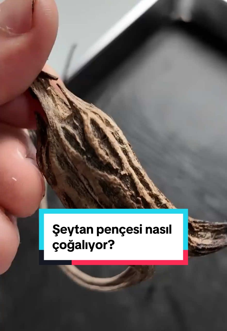 Şeytan pençesi nasıl çoğalıyor?