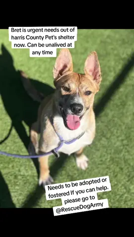 Bret is urgent.  #A624181. 2B09. super easy to leash.  very calm in his kennel.  walks really well on a leash.  not reactive towards dogs in other kennels.  co kenneled with two other dogs.  knows sit.  takes treats very gently.  treat motivated.  He's calm and loves to be around you.  very obedient.  can easily learn new commands.  loves to explore the play yerd.  would be great to have a nice back yard.  loves being petted.  medium energy level.  overall, a super laid back, happy, and obedient. IF YOU WOULD LIKE MORE INFORMATION OR WOULD LIKE TO APPLY TO ADOPT OR FOSTER. PLEASE GO TO @Rescue Dog Army TO FILL OUT AN APPLICATION IN BIO. OUT OF STATE ADOPTION IS POSSIBLE.  BRET IS LOCATED AT HARRIS COUNTY PET'S IN HOUSTON TX.  #adopt #foster #rescue 