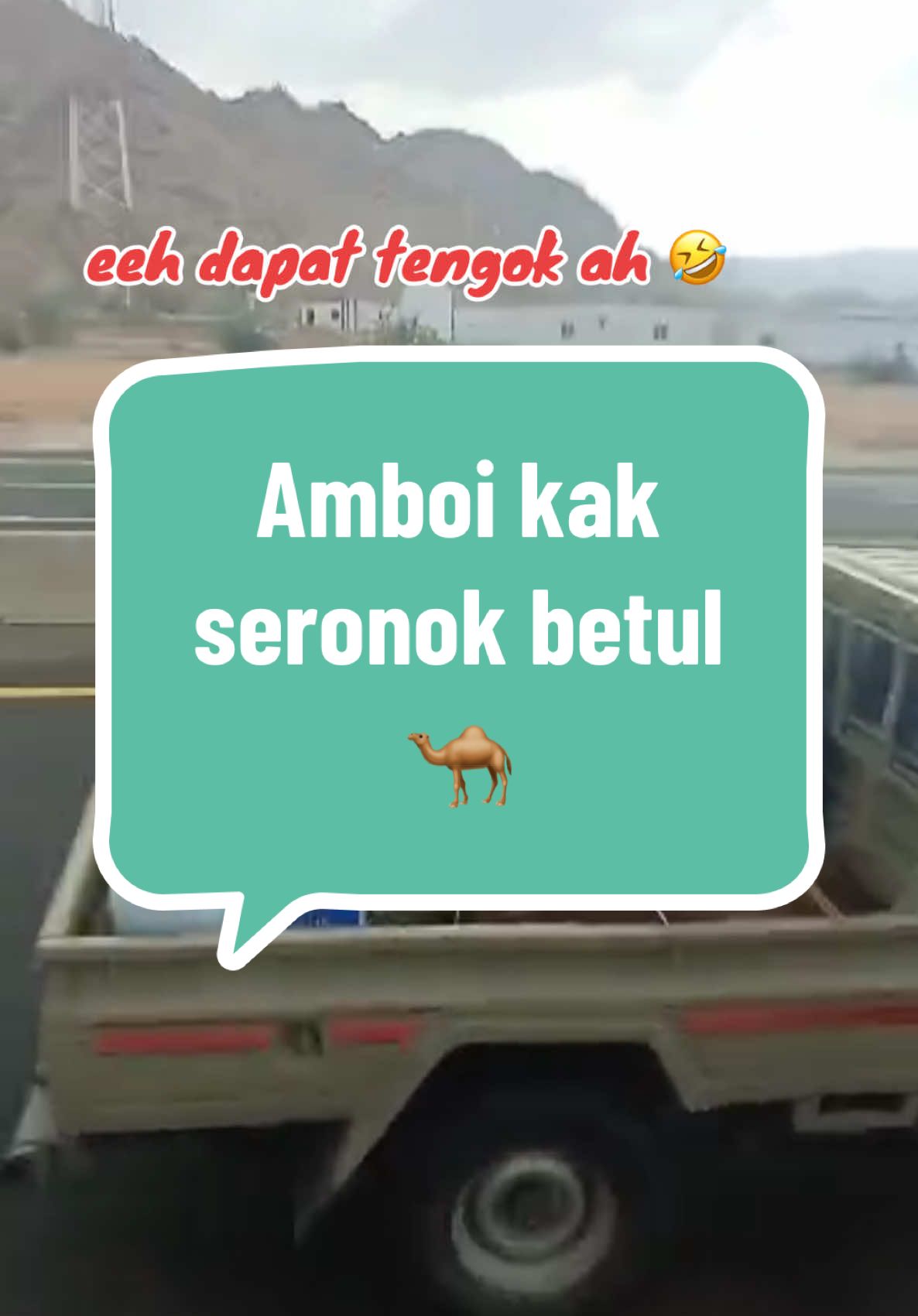 Amboil kak seronoknya nampak Camel 🤣🤣🤣🤣 #andalusiatravel #daftarandalusiatawau #elakkanscamumrahhaji #kursusumrahpercuma #umrahandalusia 