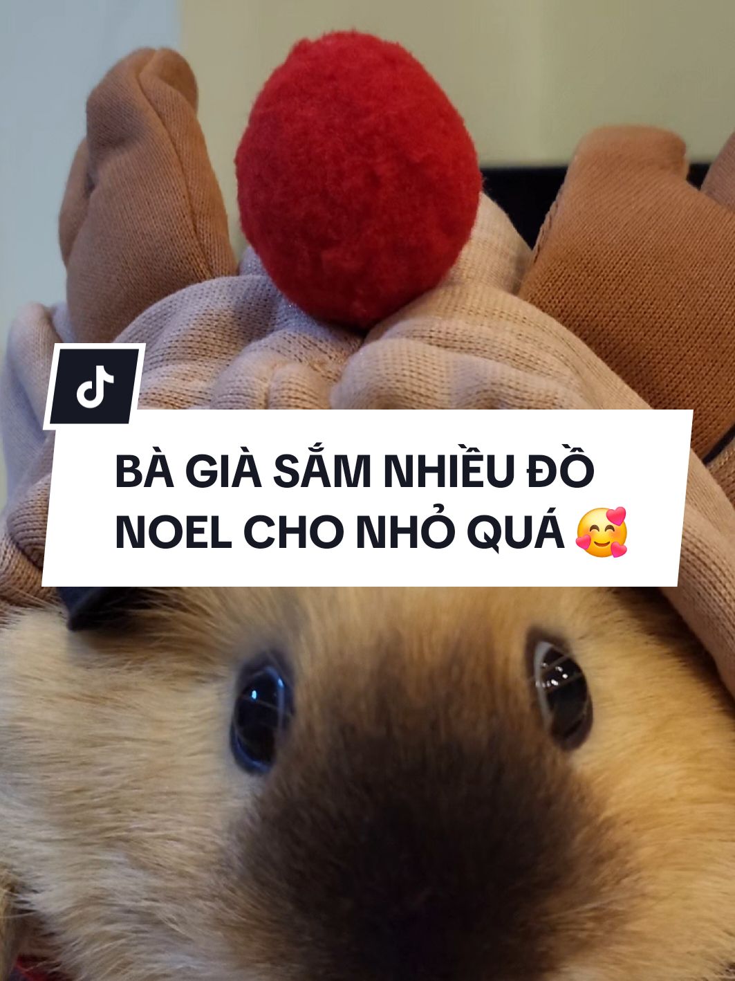 Bà già sắm nhiều đồ Noel quá phải quay cho hết đồ 😅😅😅 #guineapigs #bọú #chuộtlang #thúcưng #pet 