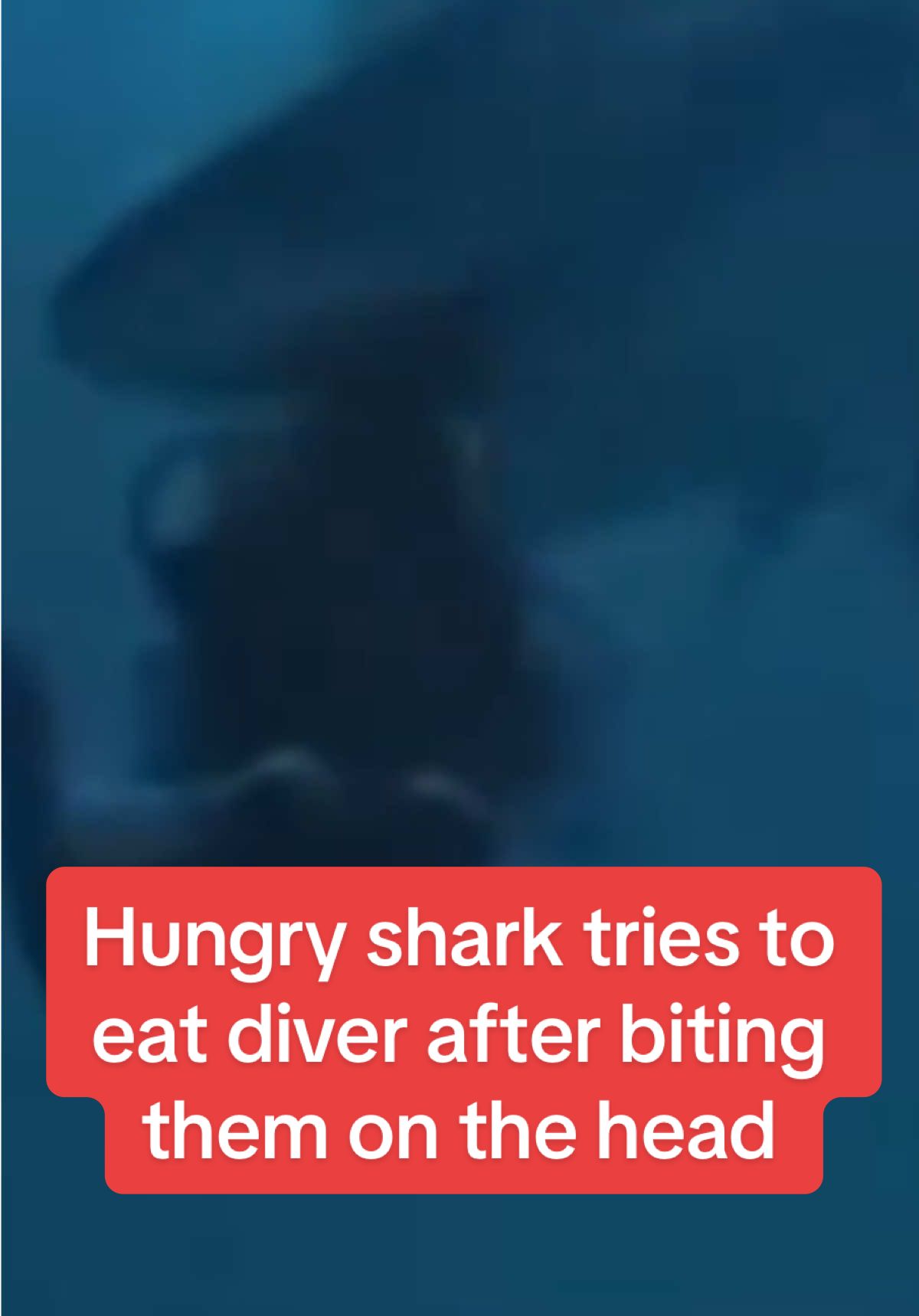 Hungry shark tries to eat diver after biting them on the head  #dailymirror #breakingnews #fyp 