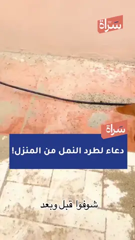 رجل يردد دعاءً لطرد النمل من المنزل.. والاستجابة كانت سريعة #سراة #الكويت 