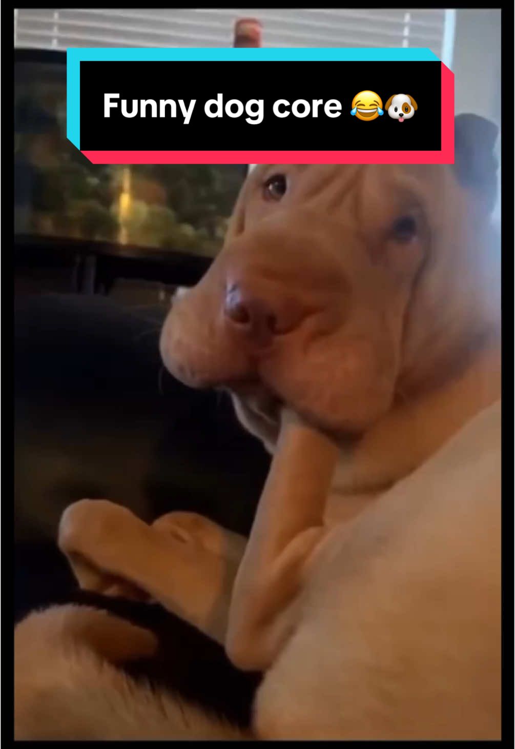 Dog core 😂🐶 #funny #pets #animalsoftiktok #PetsOfTikTok #dog #dogsoftiktok #animal #funnydog #funnypets #funnyanimals #fyp #foryou #viralvideos 