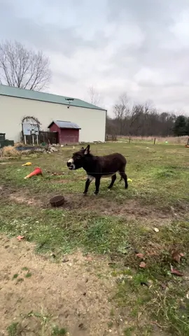 Henry couldn’t wait to tell everyone Happy Thanksgiving! We are so thankful for all of you!! #fyp #henry #boggsfunnyfarm #thankful #donkeyoftiktok #thanksgiving #fypシ #donkey #goodmorning #breakfast