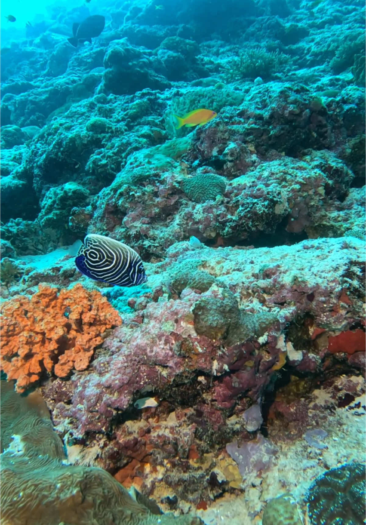 Baby royalty of the reef. The juvenile emperor angelfish flaunts mesmerizing electric blue and white swirls before growing into its regal adult colors.  . . . . 🎥 @Manta.En’Madi  📍Baa Atoll Maldives  . #juvenileemperorangelfish #fypシ゚ #foryoupage #tiktok #viralvideo #baaatoll #ocean #scubadiving #liquidsaltdivers #nature #foryou #underwater #scuba #visitmadives #divewithus #padi #fy #tiktokmv #tiktokmaldives #earth #trend 