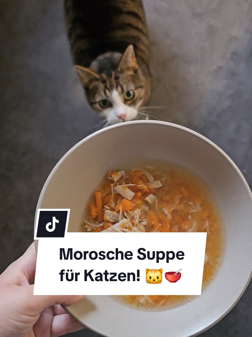 Hat deine Katze mal wieder Probleme mit dem Magen? Diese Moro-Suppe mit Hühnchen könnte die Rettung sein - einfach, gesund und magenfreundlich! 🐱💚 Rezept: 🥕 2 Karotten (geschält und gewürfelt) 🍗 100g Hühnerbrust (ohne Knochen & Haut) 💧400ml Wasser Zubereitung: 1️⃣ Alles zusammen in einen Topf geben und ca. 1,5 Stunden köcheln lassen. 2️⃣ Brühe in eine Schale abgießen und beiseitestellen. 3️⃣ Karotten und Huhn pürieren oder grob zerkleinern – je nachdem, wie es deine Katze am liebsten mag. 4️⃣ Die Brühe wieder auf 400ml auffüllen und zurück zur Mischung geben. 5️⃣ Abkühlen lassen und in kleinen Portionen servieren. Pro-Tipp: Die Suppe lässt sich auf Vorrat kochen und kann eingefroren werden. So hat man immer was Zuhause! 😊☝️ #katzenliebe  #moroschekarottensuppe #katzengesundheit #katzenrezept #morosuppe 