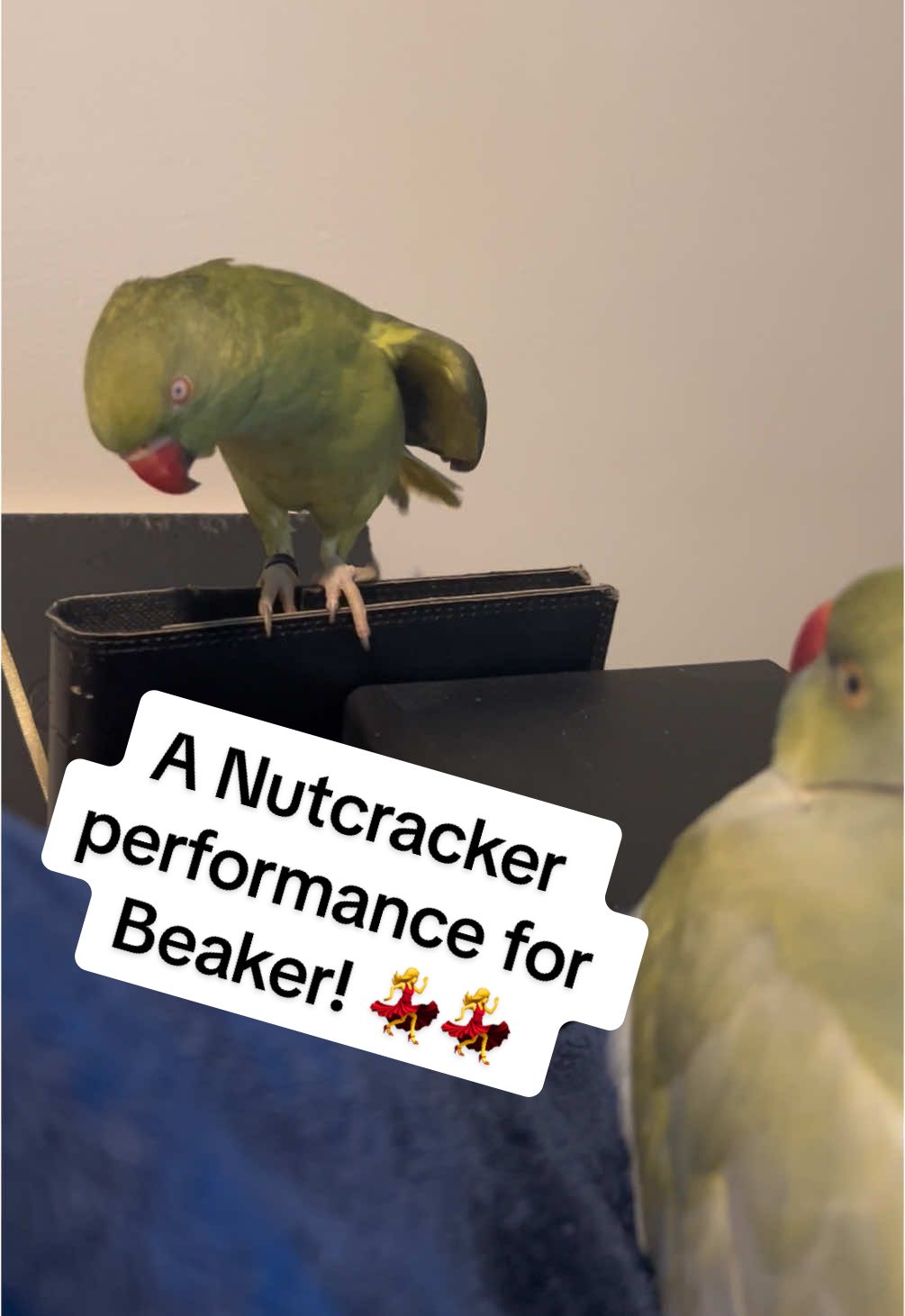 Ducky puts on a beautiful Thanksgiving performance of the classic “Waltz of the Snowflakes” from The Nutcracker! Dad AKA Beaker, however, may not be that impressed 😅 #nutcracker #thanksgiving #happythanksgiving #birdsoftik #parrotsoftiktok #talkingbird #talkingparrot #cuteanimals #funnyanimals #babyanimals #parrot #irn #dance #ballet #dancinganimals 