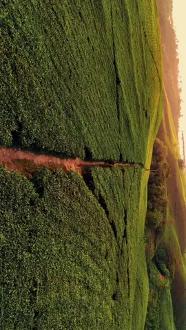 Runaway to an exhilarating place🍃   📍 Kepahiang mountain valley  #fyp #reels #viral #video #drone #foryou #foryoupage #beatiful #view #bengkulu #bengkulutiktok #bengkuluhits #kepahiang #kabawetan 