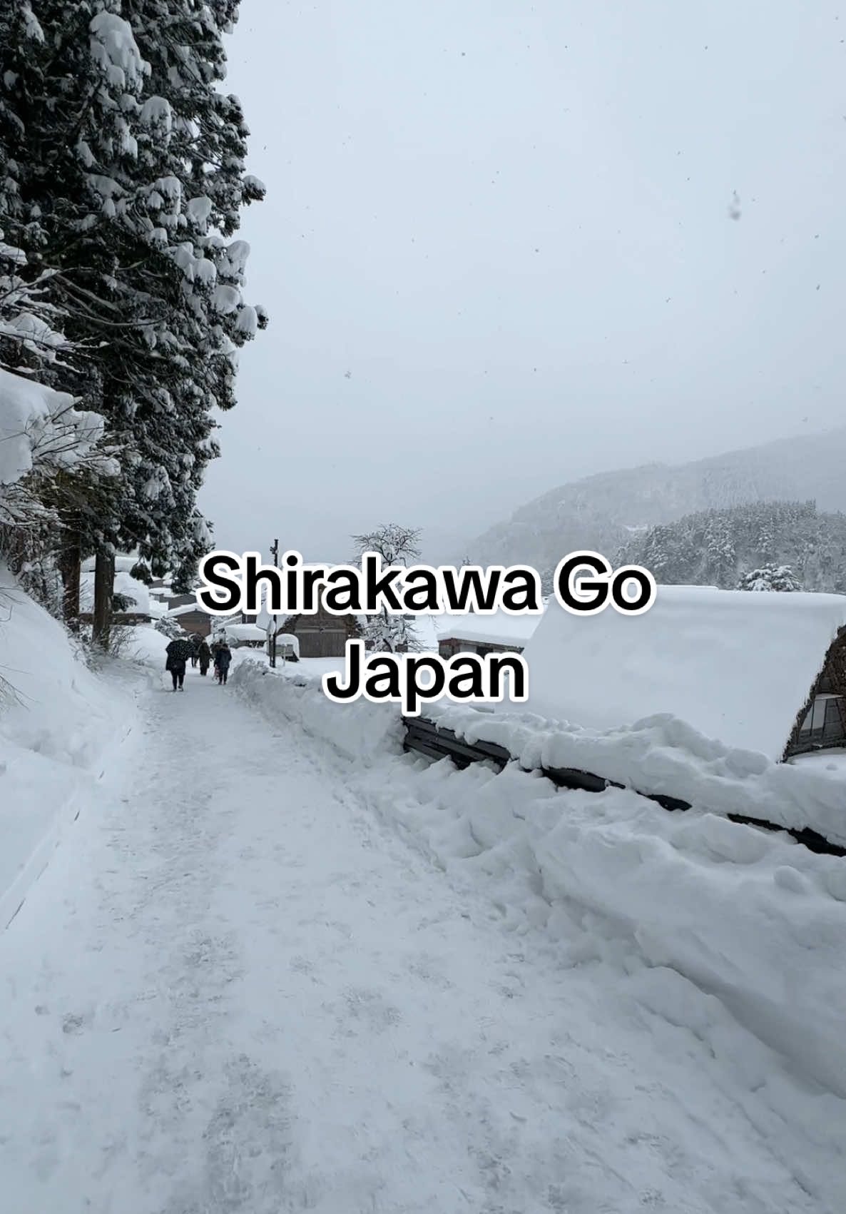 Shirakawa-go adalah sebuah desa tradisional yang terletak di Prefektur Gifu, Jepang. Desa ini terkenal karena rumah-rumah tradisionalnya yang disebut gassho-zukuri, yang berarti “tangan yang berdoa” karena bentuk atapnya yang curam menyerupai tangan dalam posisi berdoa. Berikut adalah beberapa informasi menarik tentang Shirakawa-go: Ciri Khas Shirakawa-go 	1.	Arsitektur Gassho-zukuri 	•	Rumah-rumah ini dirancang untuk menahan salju tebal selama musim dingin. 	•	Atapnya terbuat dari jerami dan dibangun tanpa paku, menciptakan struktur yang unik dan tahan lama. 	•	Atap yang curam memudahkan salju untuk meluncur turun, mengurangi risiko keruntuhan. 	2.	Situs Warisan Dunia UNESCO 	•	Shirakawa-go diakui sebagai Situs Warisan Dunia UNESCO pada tahun 1995 bersama dengan desa Gokayama di Prefektur Toyama. 	3.	Keindahan Musim 	•	Musim Dingin: Pemandangan desa yang bersalju sangat memukau. Banyak wisatawan datang untuk melihat festival penerangan malam. 	•	Musim Semi: Lanskap dihiasi bunga sakura. 	•	Musim Panas: Ladang hijau dan sawah terlihat indah. 	•	Musim Gugur: Warna dedaunan berubah menjadi oranye dan merah, menciptakan pemandangan yang spektakuler. 	4.	Budaya dan Tradisi 	•	Rumah-rumah gassho-zukuri biasanya memiliki beberapa lantai yang digunakan untuk aktivitas seperti menenun sutra dan bercocok tanam. 	•	Beberapa rumah kini dijadikan museum atau penginapan bagi wisatawan. #TTPetualangPro #ShirakawaGo #Japan #Winter #BadaiSalju 