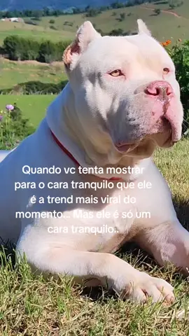 Os melhores Pit Monsters do país você encontra aqui  #pitbullofficial #pitbull #pitmonsterbrasil🇧🇷 #pitlove #pitlovers #pitlover #pitmonsterworld #pitmonster #pitmoster🐶 #americanbullyx #americanbully4life #americanbully #viral #instagood #abkc #americanbullyxl #xxlbully #xxlbullies #bullies #bully #bulliesofinstagram #bullylove #viral #fyp #foryou #filhote #branco #filhotesbrancos #puppywhite #white 