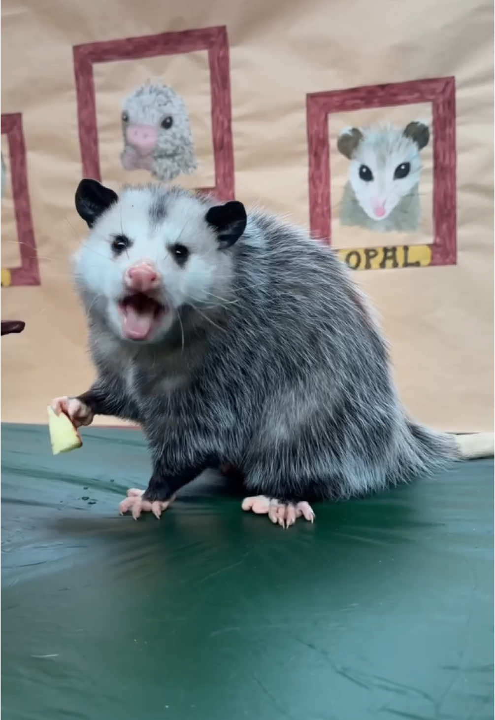 Rico, Kal, Violet & Opal are just here for the food! #happythanksgiving #thanksgiving #porcupine #fox #opossum 