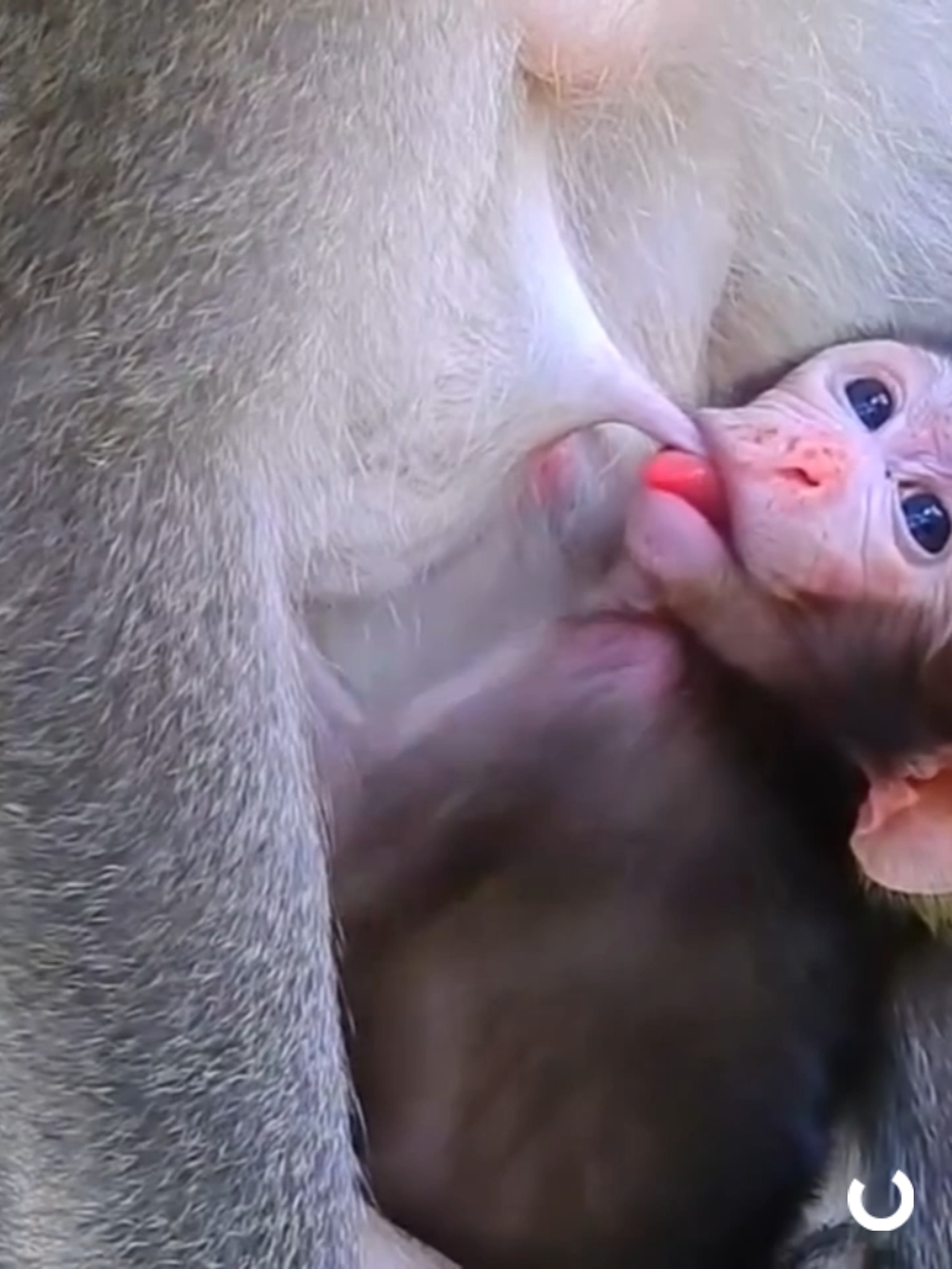 Super gorgeous newborn monkey enjoying milk—looks so healthy and happy! #babymonkey #cutemonkey #animalshelter #animals #wildlife #wildanimals #welovemonkey