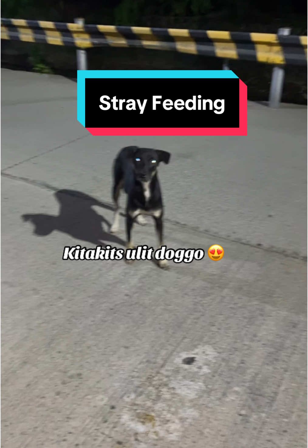 Kitakits ulit doggo #jermarpawrtection  #strayanimalslover  #dogsoftiktok  #tiktokviralvideo  #fyp 