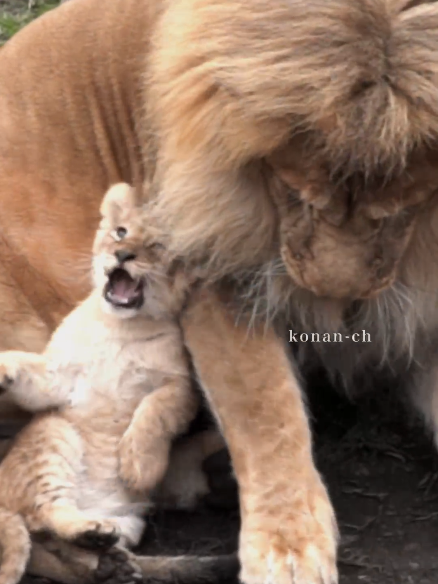 パパこしょばい🍂Dad just adores his daughter.#shorts #lion #cute