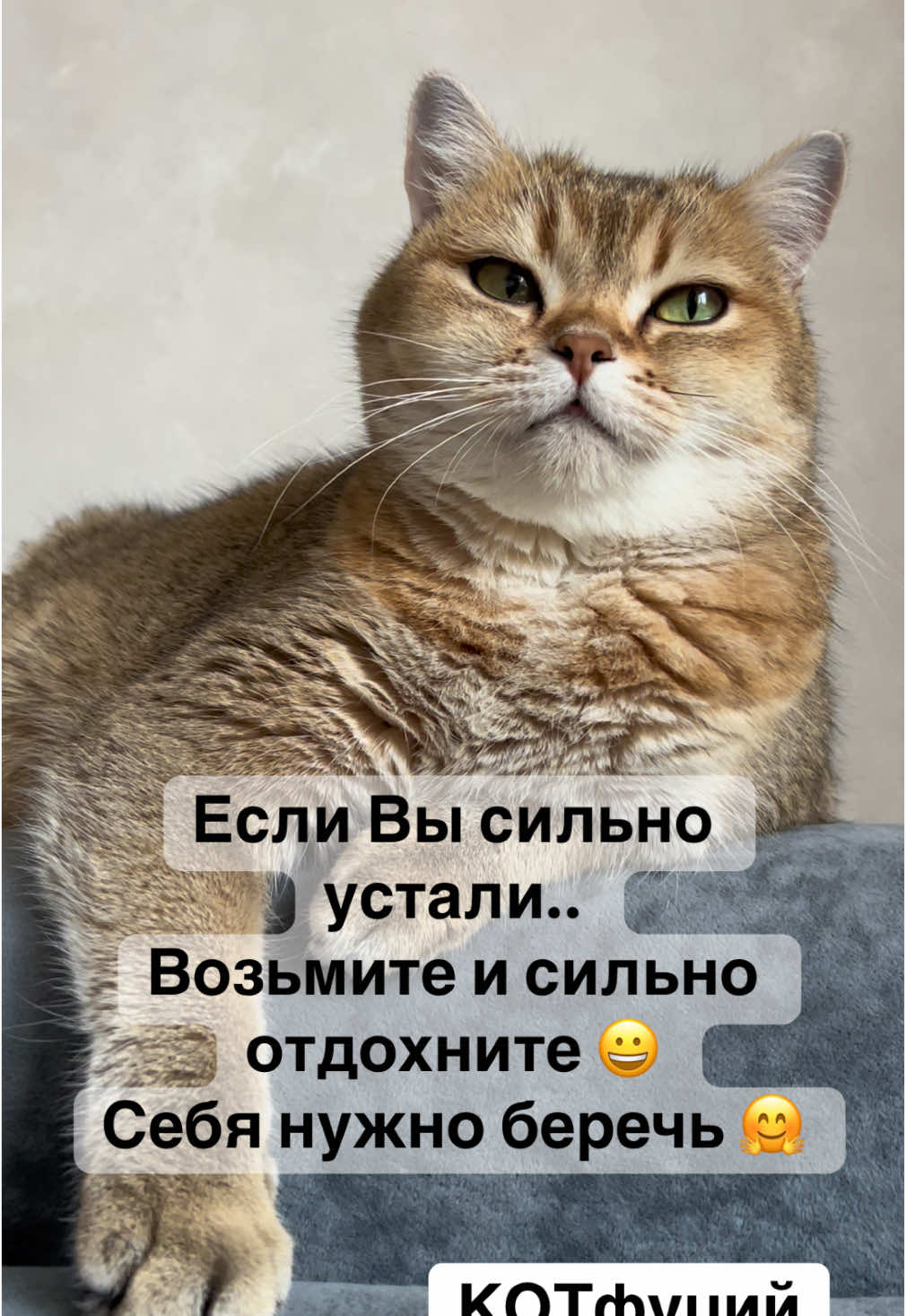 #котик #кот #юмор #catlover #catsoftiktok 