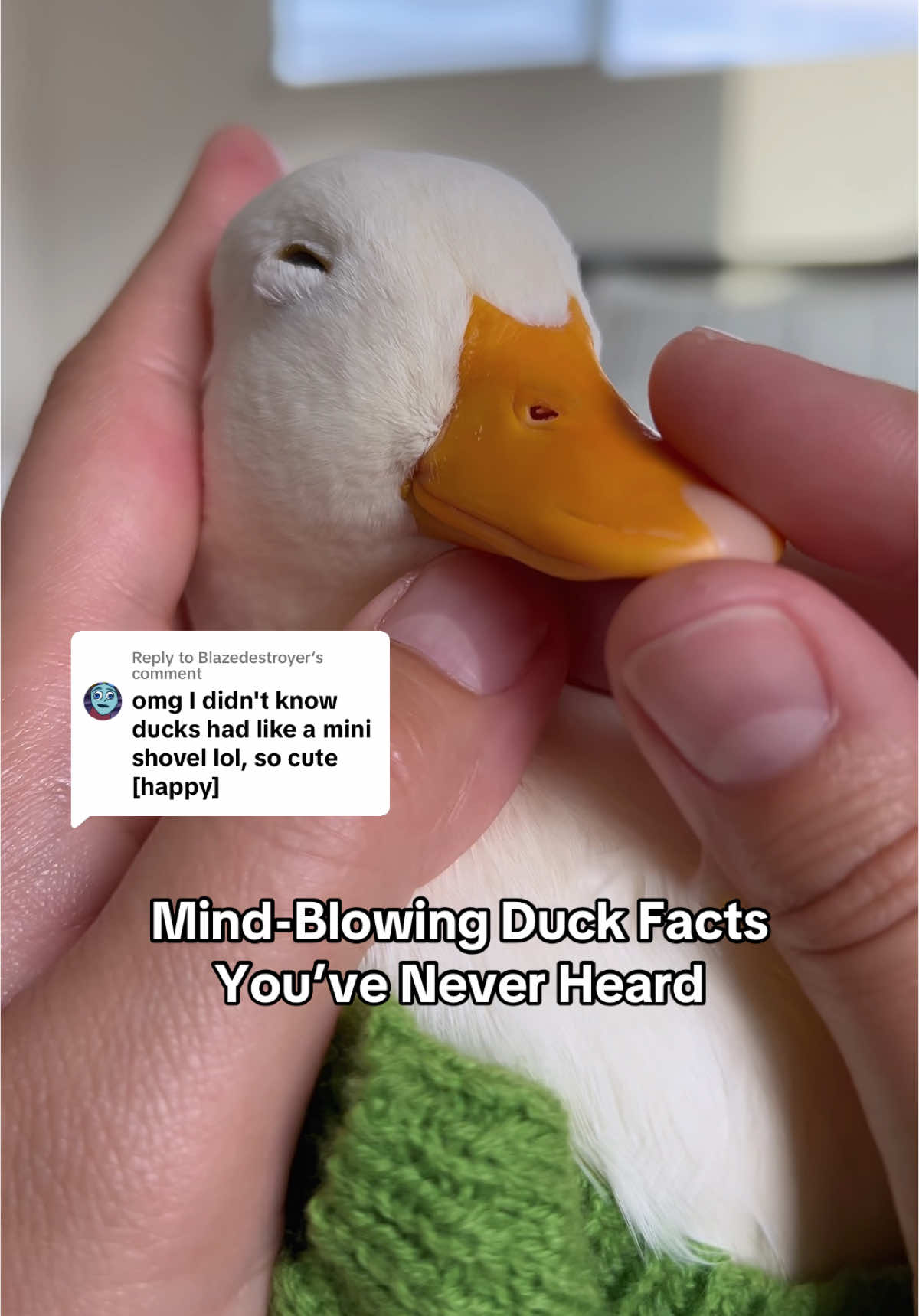 Replying to @Blazedestroyer #didyouknow #ducks #facts 