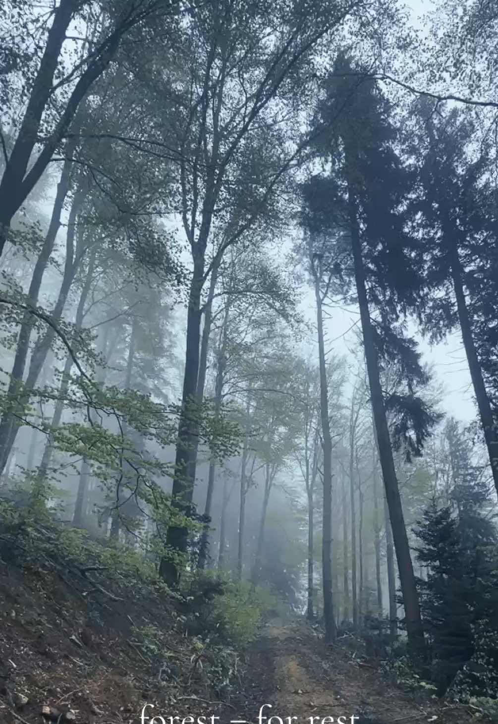 Calm your soul 🫠🌿 #foggyforest #forestlovers #darknature #darkaesthetics #darkforest #intothewoods #forestmagic #forestwalk 