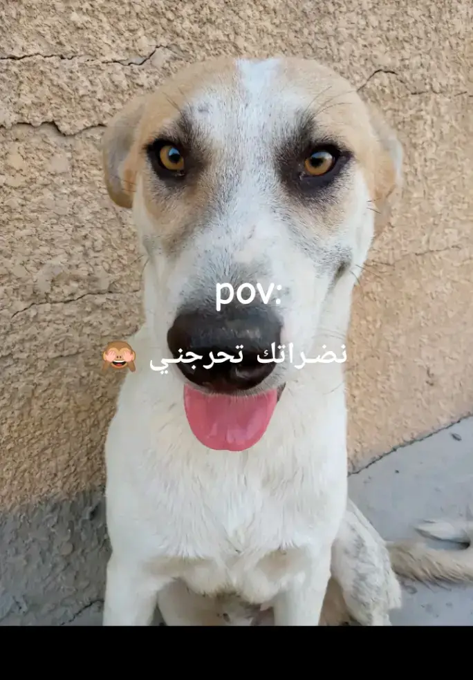 اقـلب الصورهه