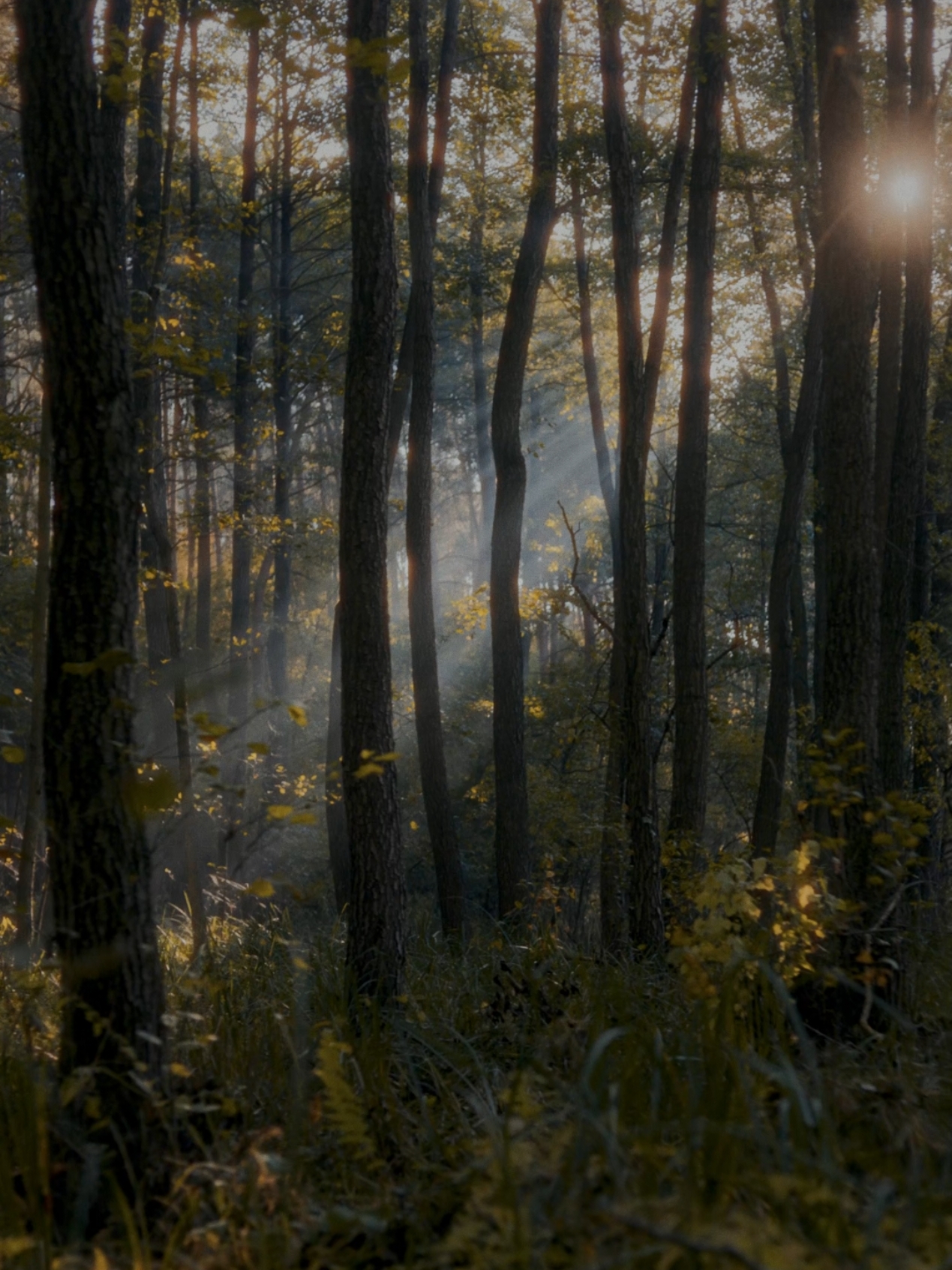 My little piece of experience in the forest this fall 🍁🫶🏼 #nature #forest #autumn #fall #cine #cinematic #dehancer #sunlight 