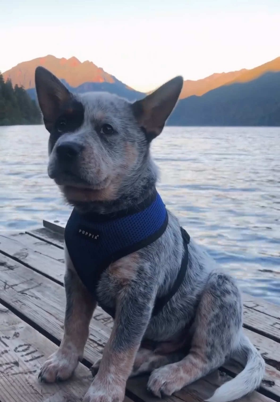 Thiccc smoll puppy Apollo became handsome filled out gentleman!! #blueheeler #puppiesoftiktok #australiancattledog #cattledog #dogsoftiktok #GlowUp #puppies #puppylife #puppytiktok #blueheelersoftiktok #cattledogsoftiktok