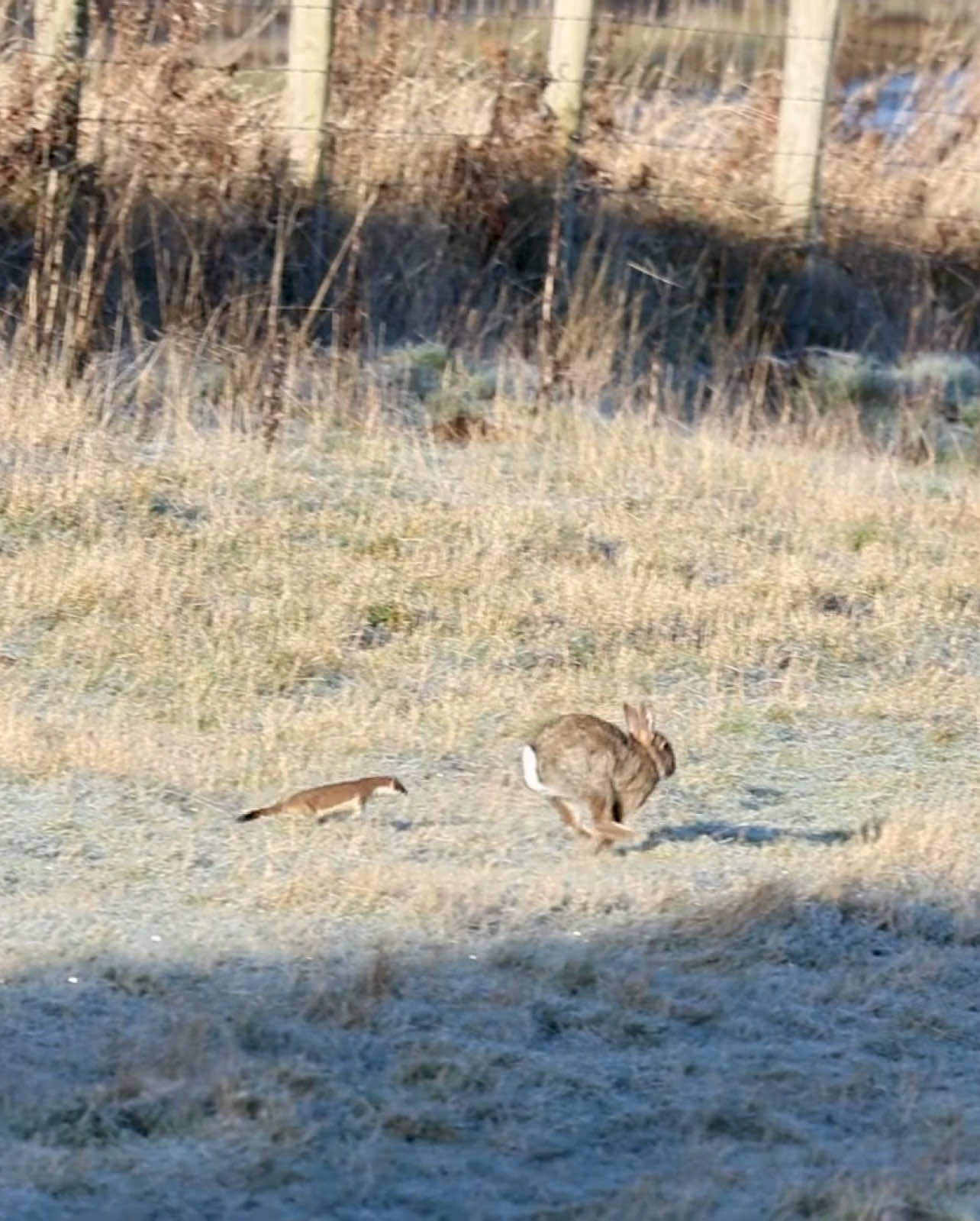 Stoat chasing a rabbit #wildlifephotography #canonphotography #wildlife #nature #video #photography #canonlens #canon #stoat #rabbit 