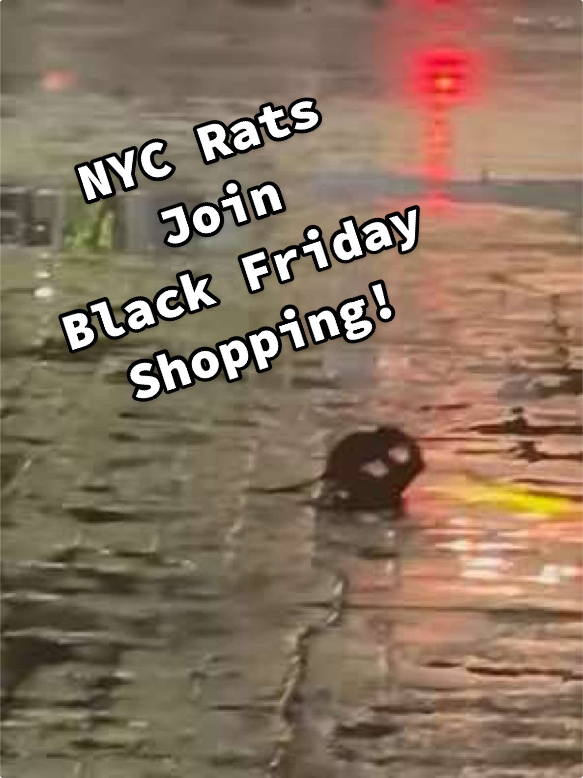 Even the rats are gearing up for black Friday shopping 🤣🐀 #BlackFriday #Thanksgiving #Rats #fyp