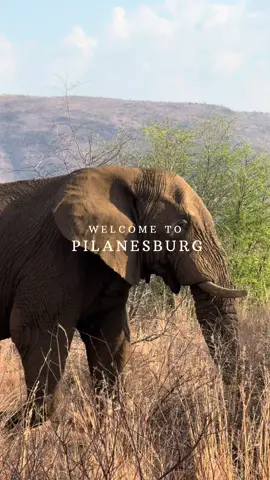 go to south africa and go on a safari 🐆📷🦏🐘🦓 #fyp #safari #pilansberg #pilansbergnationalpark #southafrica #travel 