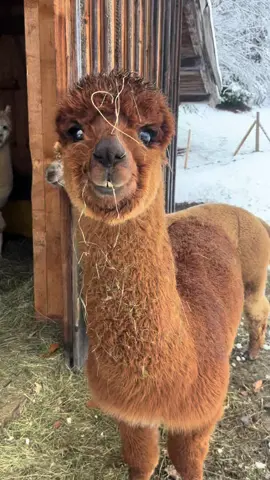 Grinse Bob 🤎 #alpaca#alpaka#sweet#sweetanimal#fluffyanimal#fluffy#cute#brown#spiritanimal#tirol#austria#llama#farmlife#fyp#fyppp#viral_video#fypsounds#smile 