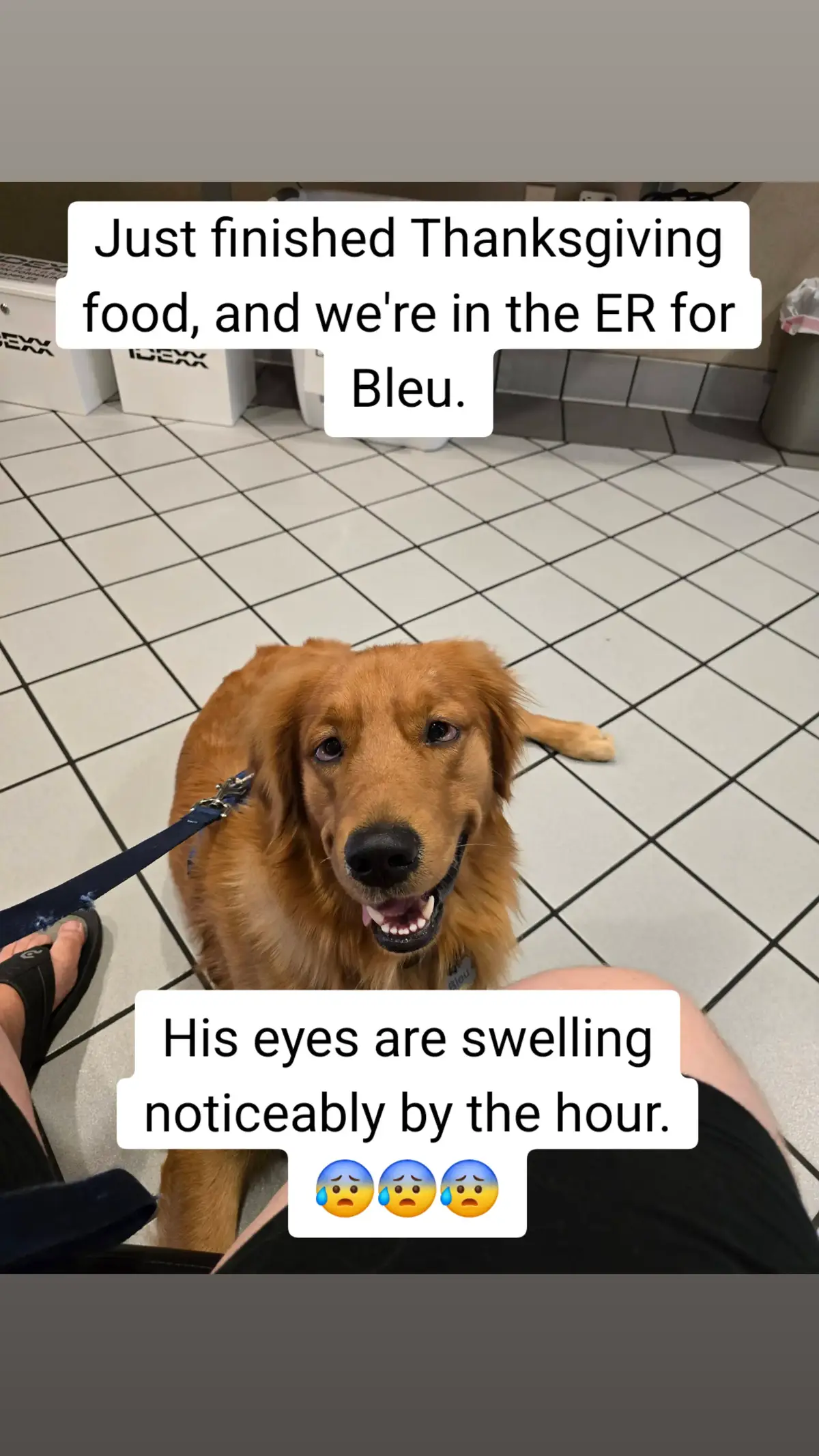 his eyes are swelling. #goldenretriever #goldenretrieverlife #dogsoftiktok #sick #medicine #veterinarian 