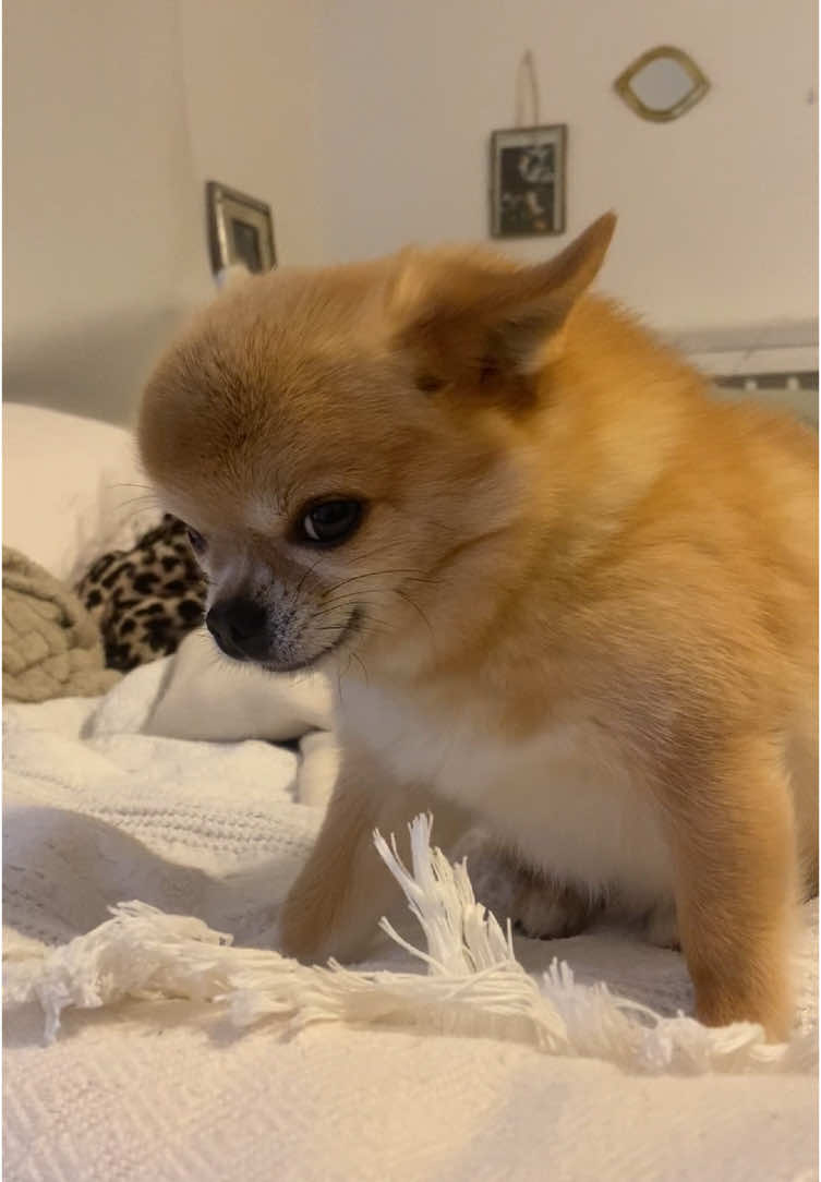 Whatchu kno about me?  #dogsoftiktok #glorilla #fyp #goodmorningpineapple #goodmorning #chihuahuastiktok #chug #fypシ゚ ##cutedog##cute##dogmom