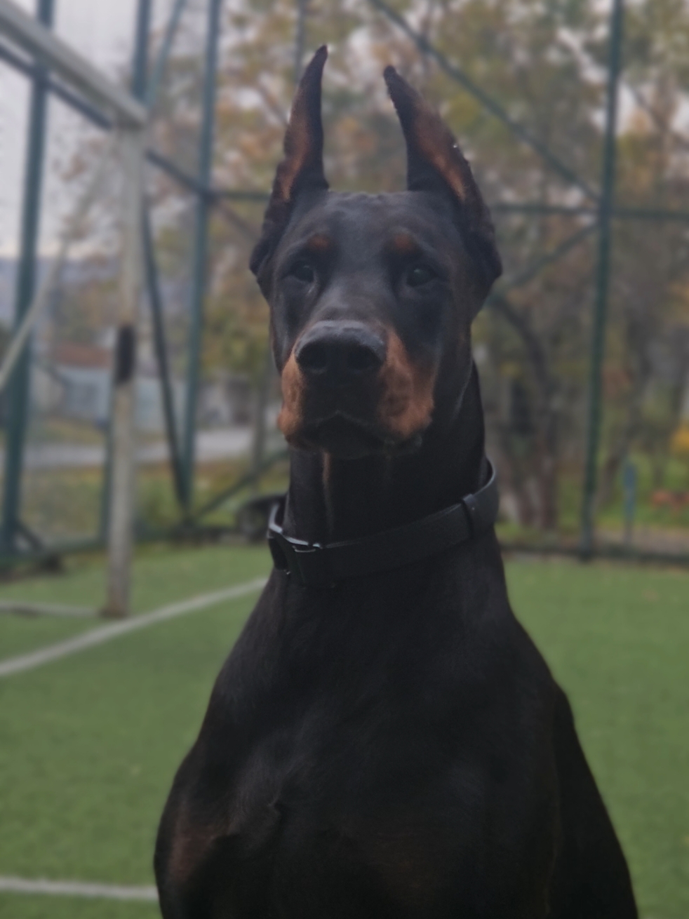 #доберман #добер #доберзевс #доберманы #добер #зевс #doberzeus #Doberman #dobermans #dog 