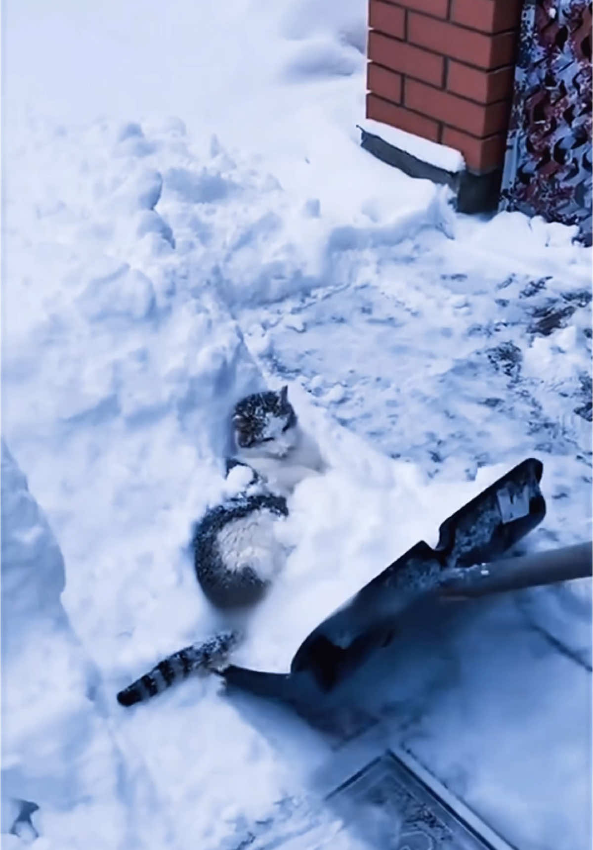 cat & snow #cat #kitty #catvideo #funnycat 