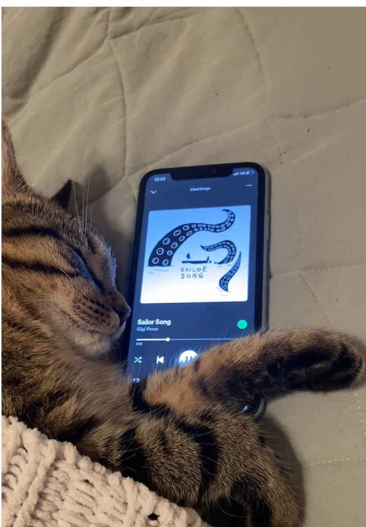 Rory’s playlist pt. 84 @Gigi Perez #sailorsong #gigiperez #spotify #music #cat #catsoftiktok 