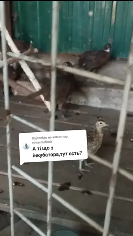 Відповідь користувачу @revavladimir 