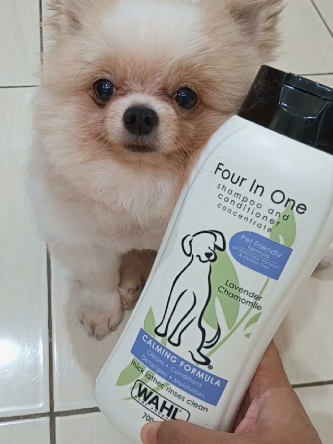 Wahl Pets Shampoo Pilihan Chiki, harum banget dengan ukuran jumbo 700 ml super Mantap..  #wahlpetsasia #wahlpets #dogshampoo 