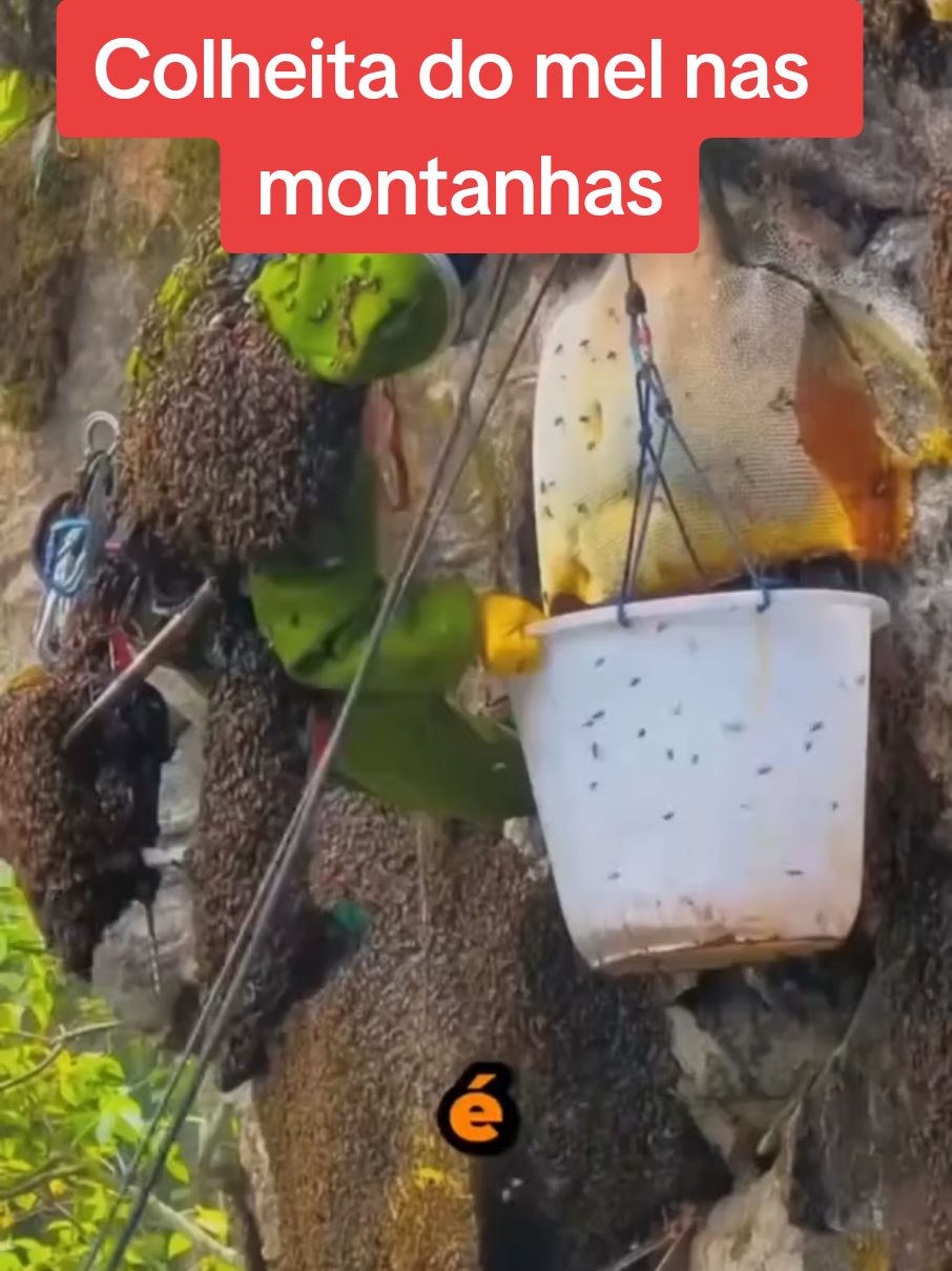 Nas profundezas das Montanhas do Himalaya vive uma espécie de abelha que produz um mel, que é chamado pelos nativos de “mel louco”. O mel louco ou vermelho, é produzido pela Apis Dorsata Laboriosa, ou “Abelha do Penhasco”. Essa espécie de abelha é a maior no mundo e produz um mel incomparável. #abelha #mel #dicasdoagro #agro #tik_tok #dicas #for #foryoupage❤️❤️ #foryo #foryoupag 