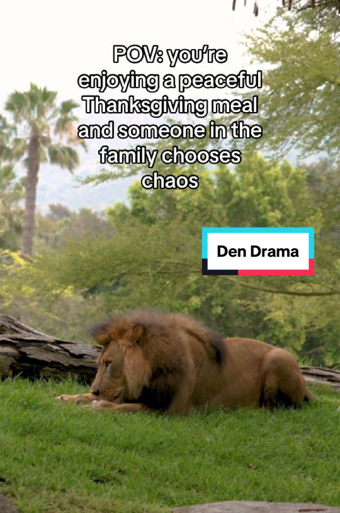 When the family wildcard ✨enters the chat✨ at Thanksgiving dinner #sandiegozoo #thanksgiving #lion 