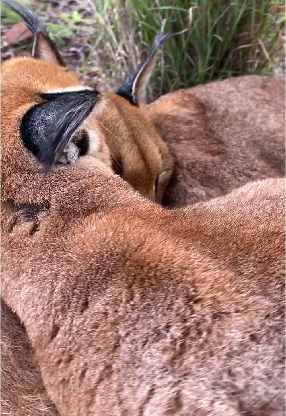 Its been a while! Some caracals in south africa snuggling for the time missed 🥰