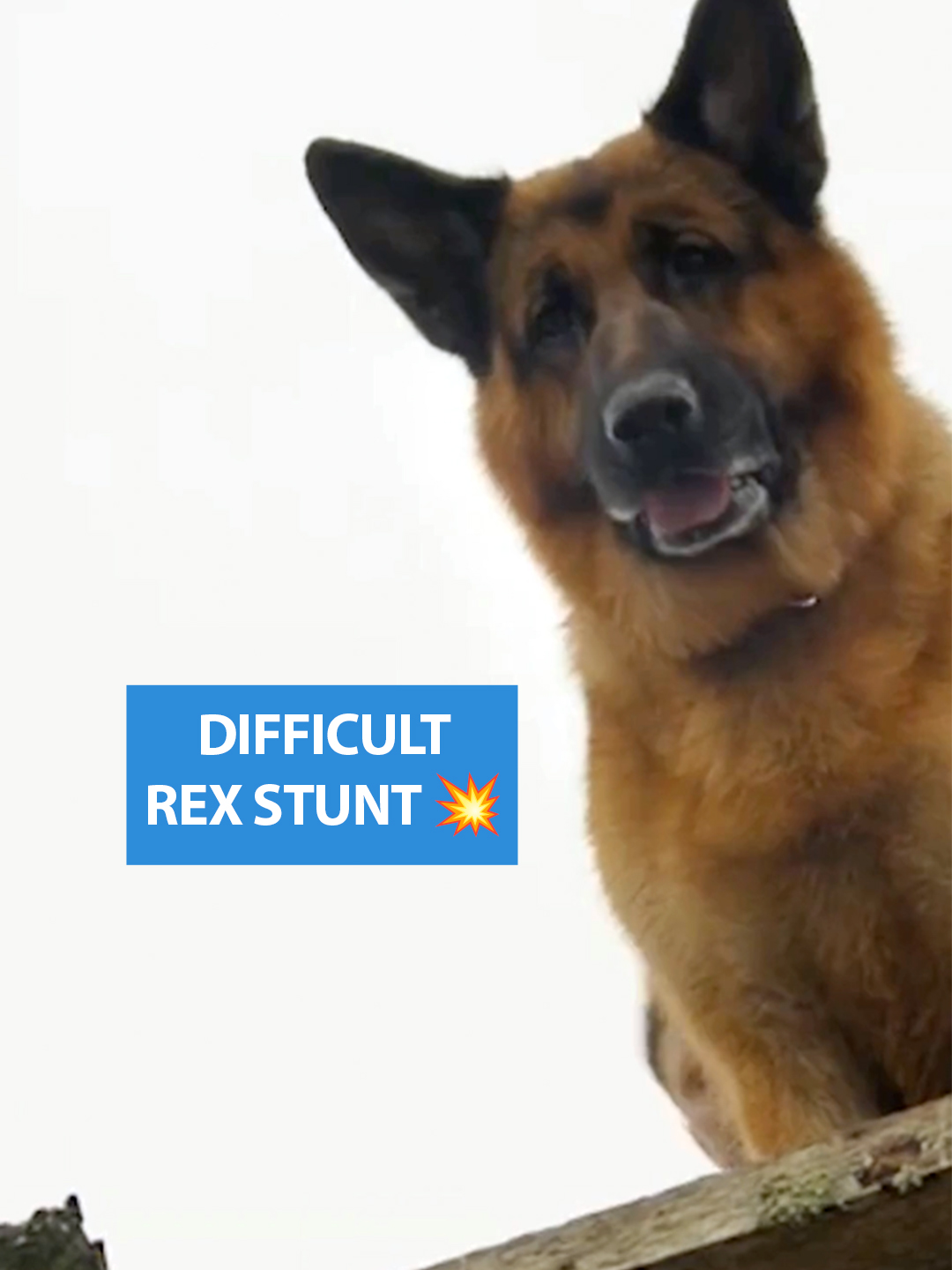 Ever wonder what it takes to teach Rex a brand-new move? 🐾 In Part 2 of our Commanding the Scene series, Dog Master and Executive Producer Sherri Davis reveals the behind-the-scenes challenges of pulling off a complex pier stunt! 🌊 From adapting commands to perfecting timing, this one pushed Rex’s skills to the next level. No green screens—just grit, trust, and teamwork.  #HudsonAndRex #DogStunt