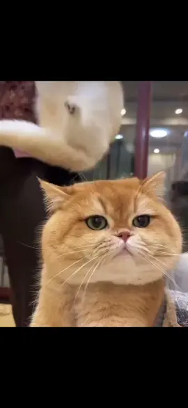 Cat performance #cat 