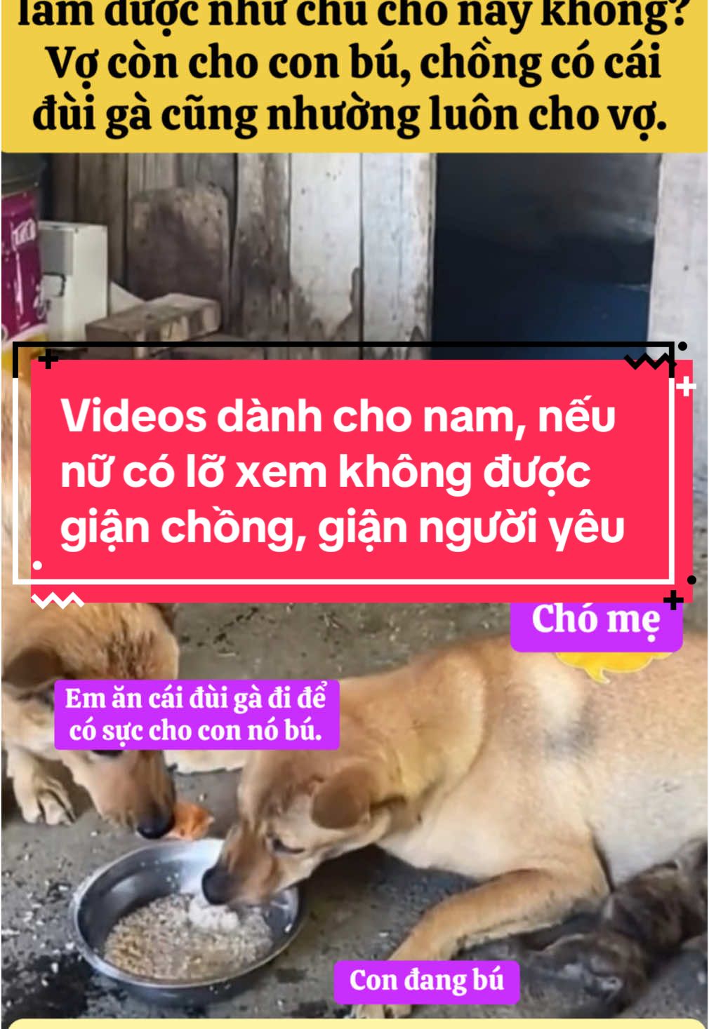 #yueuthucung #pet #cat #dog #foryou #fyp #funny #funnyvideos #cute #cún #dogsoftiktok #thinhhanh 