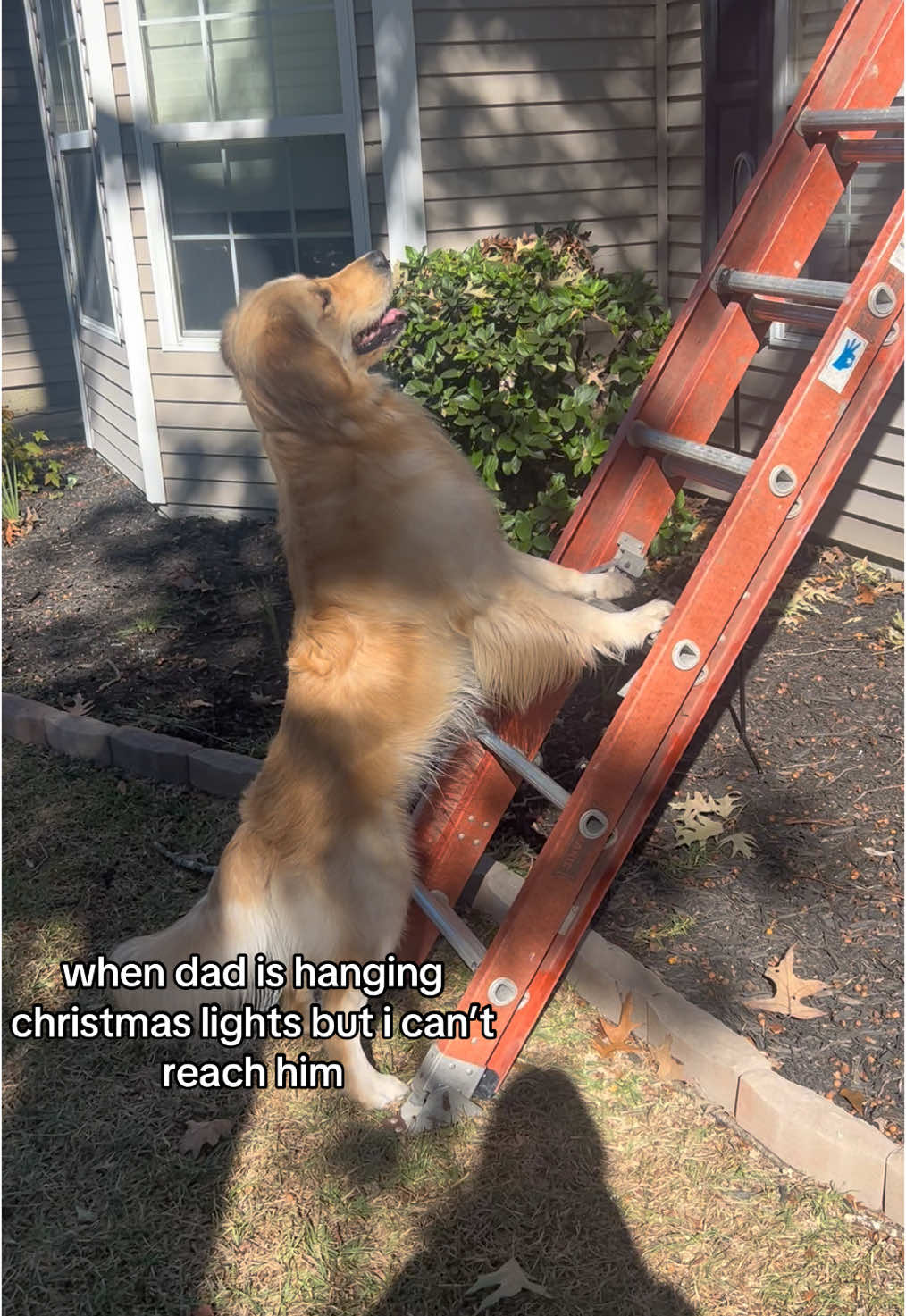 clingy much? 😂😭 #panicmode #goldenretriever #christmaslights #christmas #goldenretrieverlife #clingy #clingypet