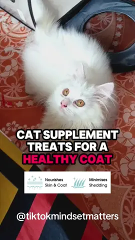 Cat supplement treats for a healthy coat #profbengal #cat #catsoftiktok #cattreats #catfood #silkyfur #silkyfurbydrshiba 