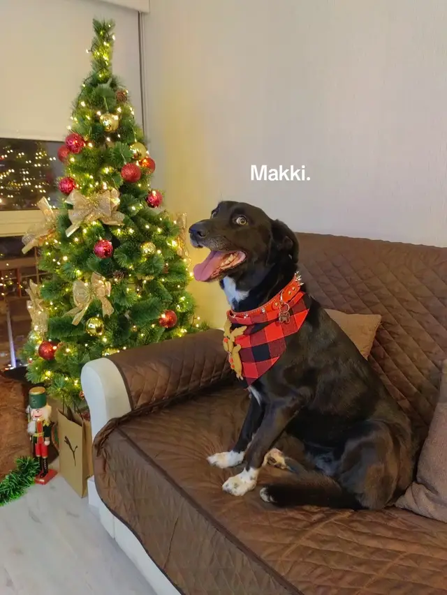 Makki 🐶🤎 #pets #dogs #fyp #parati #xyzbca #ojosmarrones 