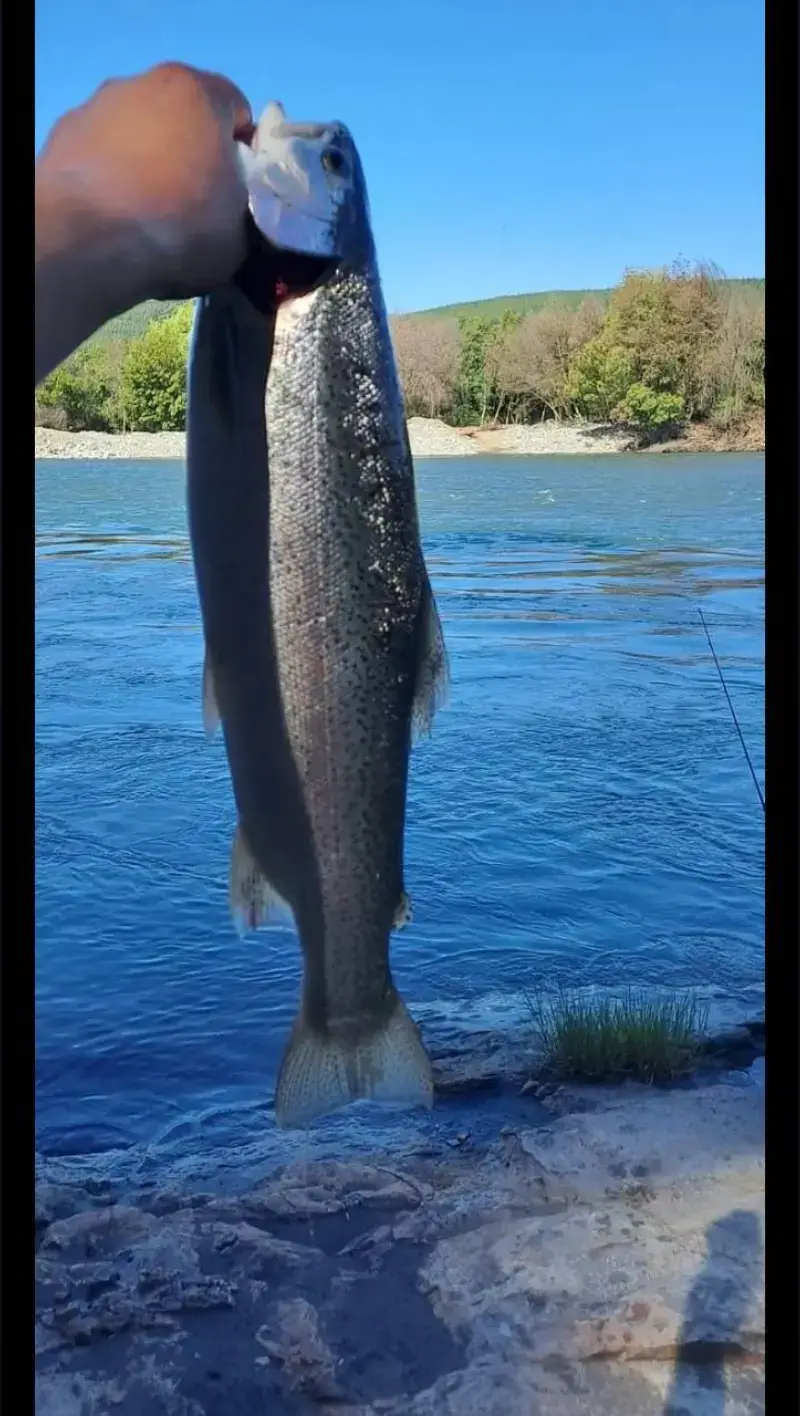 chilean fishing 🇨🇱🇨🇱🇨🇱🇨🇱🇨🇱🇨🇱🇨🇱🇨🇱