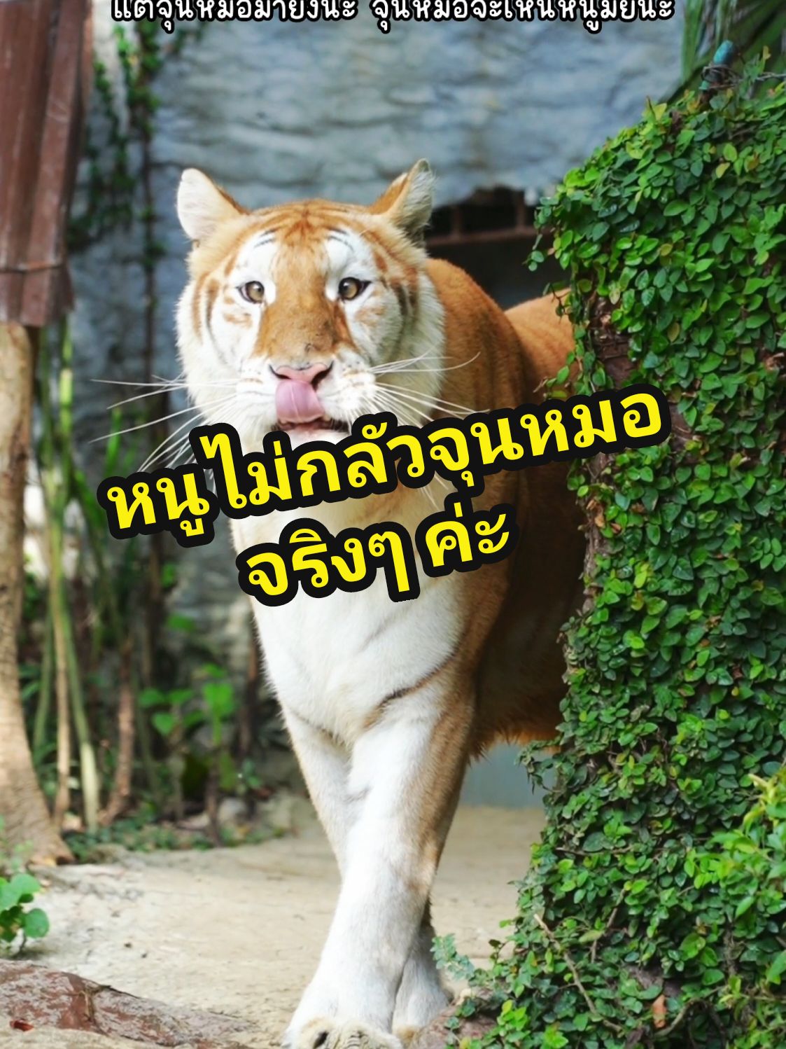 เอวาไม่กลัว เอวาแค่ถอยไปตั้งหลัก แฮร่ 🐯 #น้องเอวา #เสือโคร่งสีทอง #เชียงใหม่ไนท์ซาฟารี #คุณหนูติดแกลม #นั่งรถชมสัตว์ #เดินชมสัตว์ #สัตว์โลกน่ารัก #สวนสัตว์tiktok #เชียงใหม่หวานเจี๊ยบ #ทริปนี้ที่รอคอย #หนาวนี้ที่เชียงใหม่ #พี่ลูน่า #nongava #nongluna #petsofdyson 