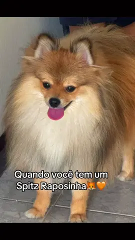 Sou apaixonadaa!! 🦊🧡 #viral #spitzalemão #luludapomerania #foryoupage #cute #funny #spitzfox #spitzraposinha #fipシviral #dog #fypage #pomeranianpuppy #petloverdog🐾🐶😘🐕🥰fivi #pomeranian #foryou #tiktok #petlover #cachorros #pets #spitz 